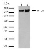 mTOR Antibody in Western Blot (WB)