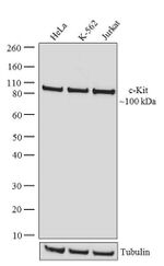 c-Kit Antibody in Western Blot (WB)