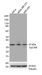 EpCAM Antibody in Western Blot (WB)