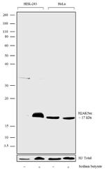 H2AK5ac Antibody in Western Blot (WB)