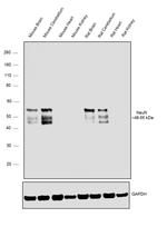 NeuN Antibody in Western Blot (WB)