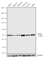 MNK1 Antibody in Western Blot (WB)
