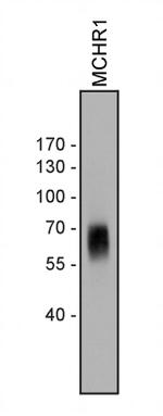 MCHR1 Antibody in Western Blot (WB)
