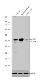 POU3F2 Antibody in Western Blot (WB)