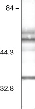 PAX2 Antibody in Western Blot (WB)