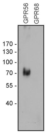 GPR56 Antibody in Western Blot (WB)