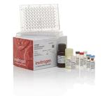 Ig Isotyping Rat Uncoated ELISA Kit with Plates (88-50640-86)