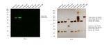 Sheep IgG (H+L) Cross-Adsorbed Secondary Antibody in Western Blot (WB)
