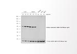 Mouse IgG1 Cross-Adsorbed Secondary Antibody in Western Blot (WB)