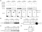 PPAR alpha Antibody in Immunoprecipitation (IP)