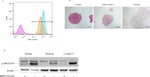 CD59 Antibody in Flow Cytometry (Flow)