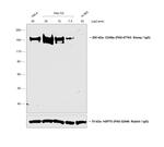 Sheep IgG (H+L) Highly Cross-Adsorbed Secondary Antibody in Western Blot (WB)