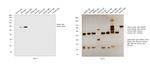 Sheep IgG (H+L) Highly Cross-Adsorbed Secondary Antibody in Western Blot (WB)