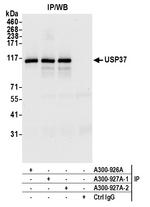 USP37 Antibody in Immunoprecipitation (IP)