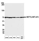METTL3/MT-A70 Antibody in Western Blot (WB)