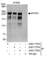 eIF4G1/eIF4GI Antibody in Immunoprecipitation (IP)