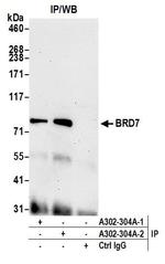 BRD7 Antibody in Immunoprecipitation (IP)