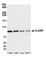 HJURP Antibody in Western Blot (WB)