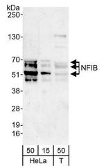 NFIB Antibody in Western Blot (WB)