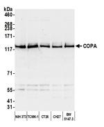 COPA Antibody in Western Blot (WB)