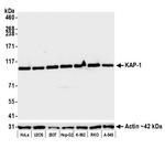 KAP-1 Antibody in Western Blot (WB)