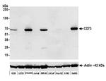 CD73 Antibody in Western Blot (WB)