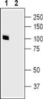 GluR2 (GluA2) (extracellular) Antibody in Western Blot (WB)