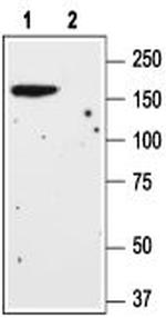 mGluR1 (extracellular) Antibody in Western Blot (WB)