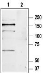 mGluR1 (extracellular) Antibody in Western Blot (WB)
