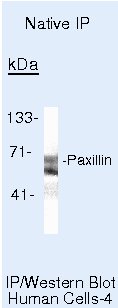 Paxillin Antibody in Immunoprecipitation (IP)