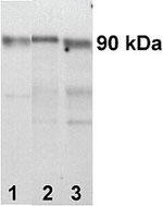 IGF1R beta Antibody in Western Blot (WB)