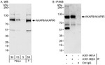 AKAP8/AKAP95 Antibody in Western Blot (WB)