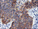 ALDH1L1 Antibody in Immunohistochemistry (Paraffin) (IHC (P))