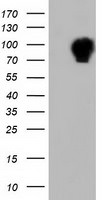 ALDH1L1 Antibody in Western Blot (WB)