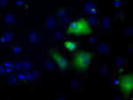 ALDH3A1 Antibody in Immunocytochemistry (ICC/IF)
