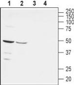 Nectin-1/PVRL1 (extracellular) Antibody in Western Blot (WB)