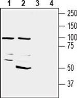 CD73 (extracellular) Antibody in Western Blot (WB)
