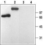 P2Y1 Receptor Antibody in Western Blot (WB)