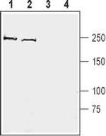 Kidins220 Antibody in Western Blot (WB)