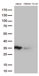 BCL2L1 Antibody in Western Blot (WB)