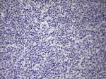 BOLL Antibody in Immunohistochemistry (Paraffin) (IHC (P))