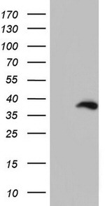 BOLL Antibody in Western Blot (WB)