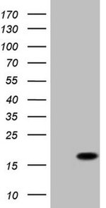 BTG2 Antibody in Western Blot (WB)