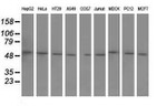 BTN1A1 Antibody in Western Blot (WB)