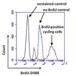 BrdU Antibody in Flow Cytometry (Flow)