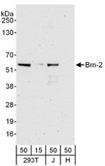 Brn-2 Antibody in Western Blot (WB)