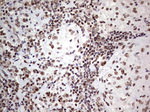 RTRAF Antibody in Immunohistochemistry (Paraffin) (IHC (P))
