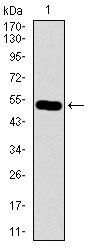 C17orf53 Antibody in Western Blot (WB)