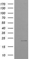 C4orf42 Antibody in Western Blot (WB)