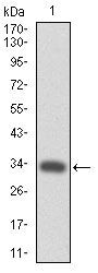 c-Mpl Antibody in Western Blot (WB)